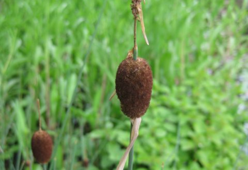 Kleiner Rohrkolben | Typha minima 