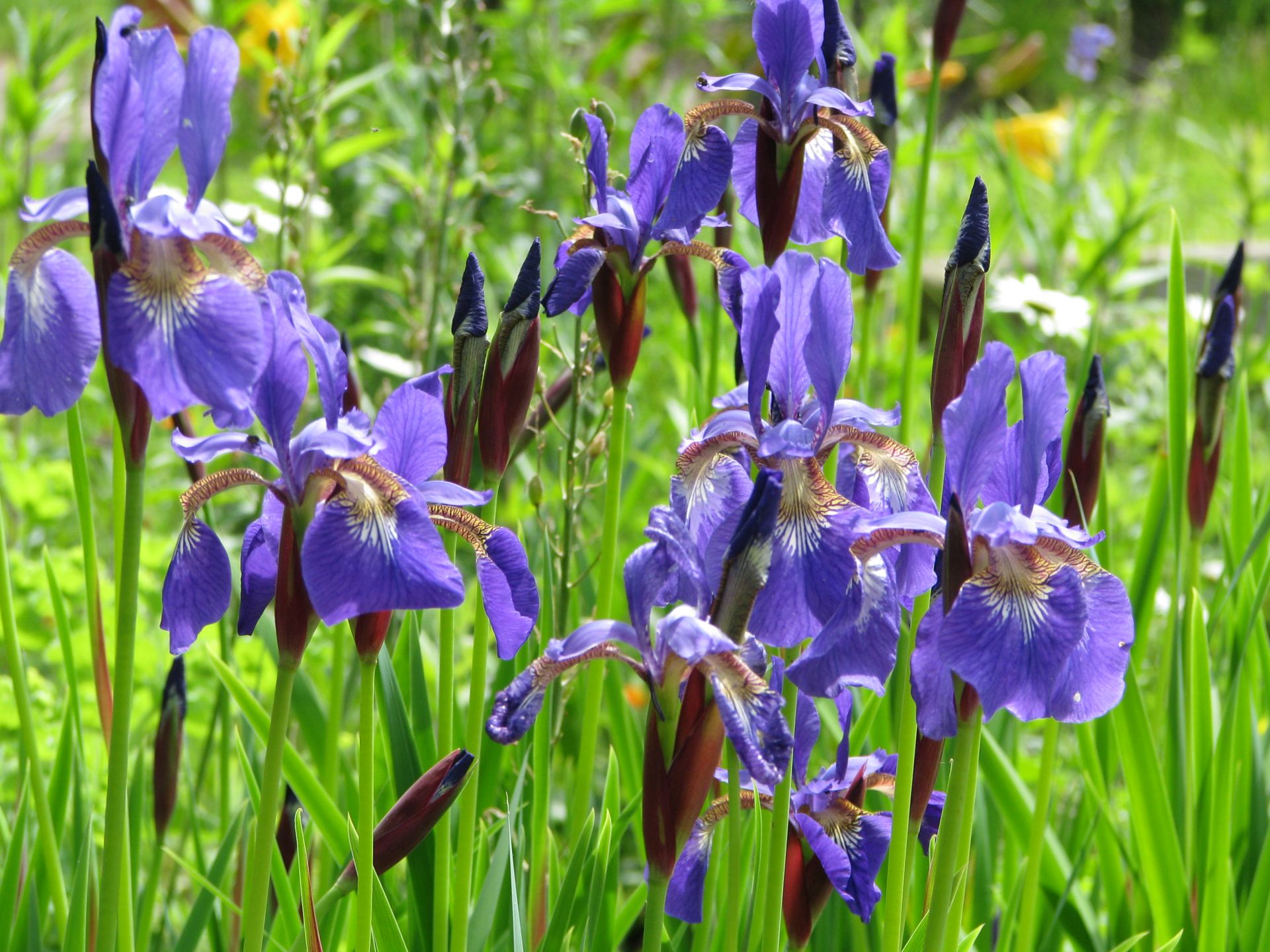 Sibirische Schwertlilie Iris sibirica