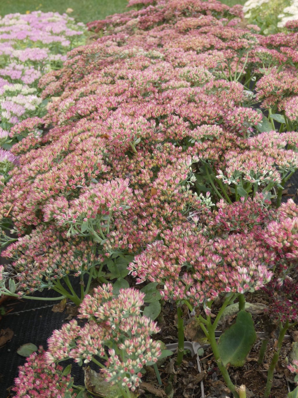 Große Fetthenne "Herbstfreude" | Sedum telephium