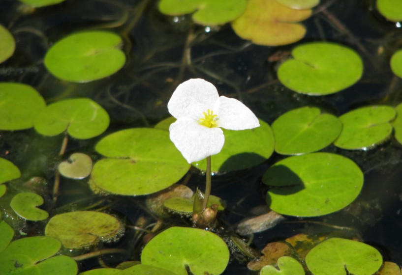 Froschbiss | Hydrocharis morsus-ranae 