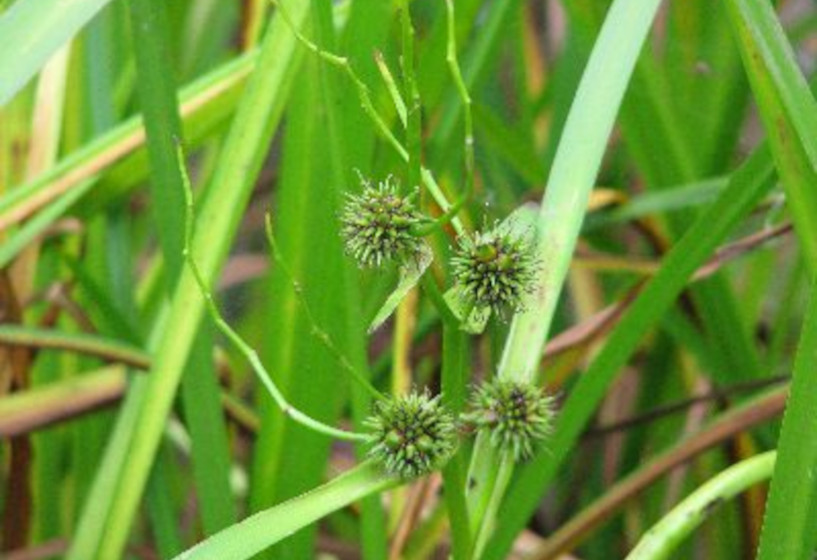 Einfacher Igelkolben | Sparganium emersum