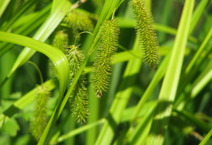 Scheinzypersegge | Carex pseudocyperus