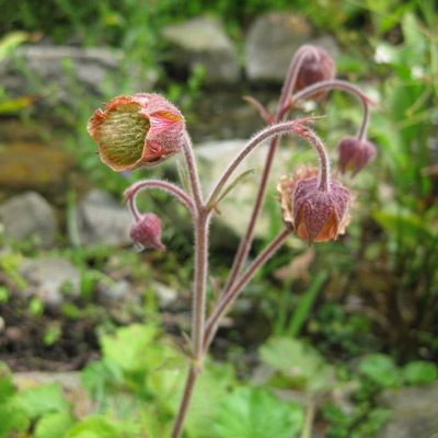 Bachnelkenwurz (Geum rivale)