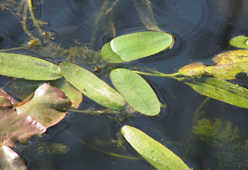 Afrikanische Wasserähre | Aponogeton distachyos