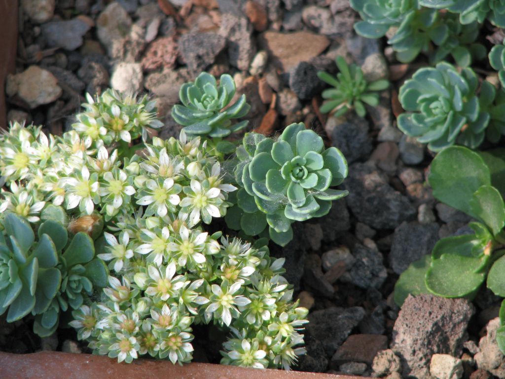 Sedum pachyclados | Rosetten Fetthenne