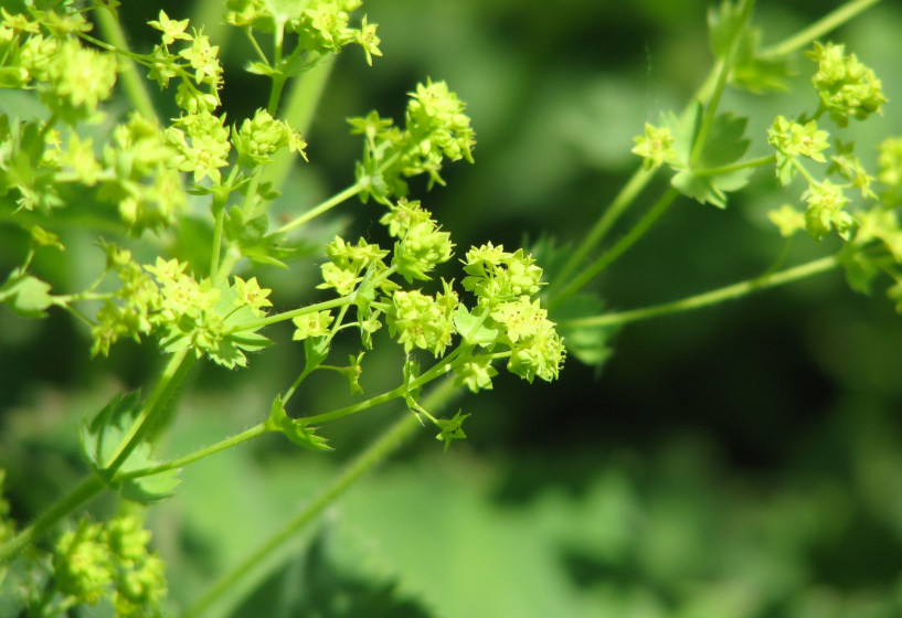 Alchemilla mollis 