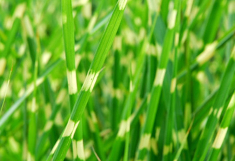 Zebrabinse | Scirpus tabernaemontani Zebrinus