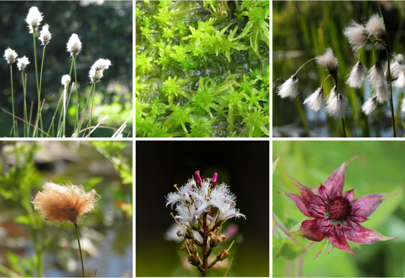 Moorpflanzen Sortiment