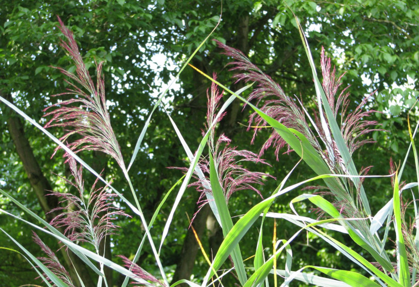 Schilf | Phragmites australis 