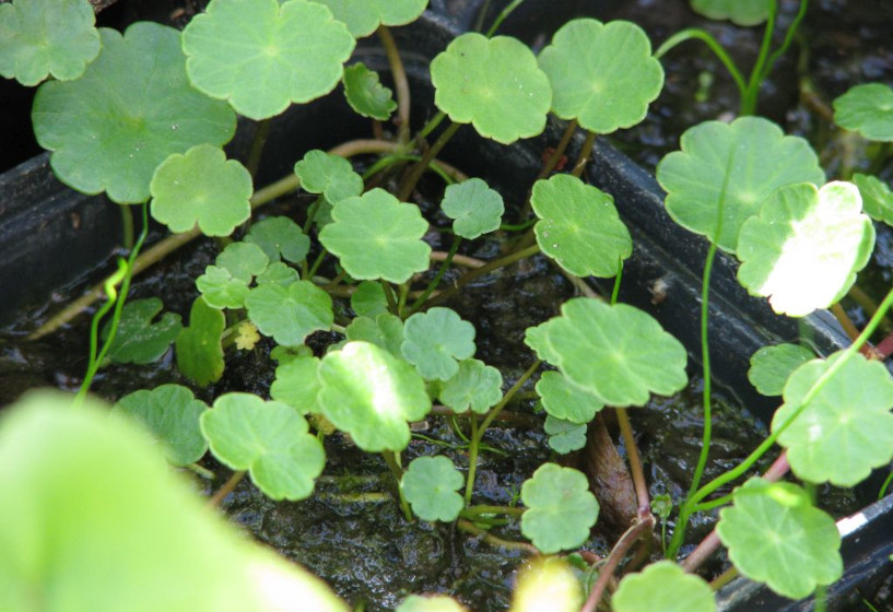 Wassernabel Hydrocotyle vulgaris