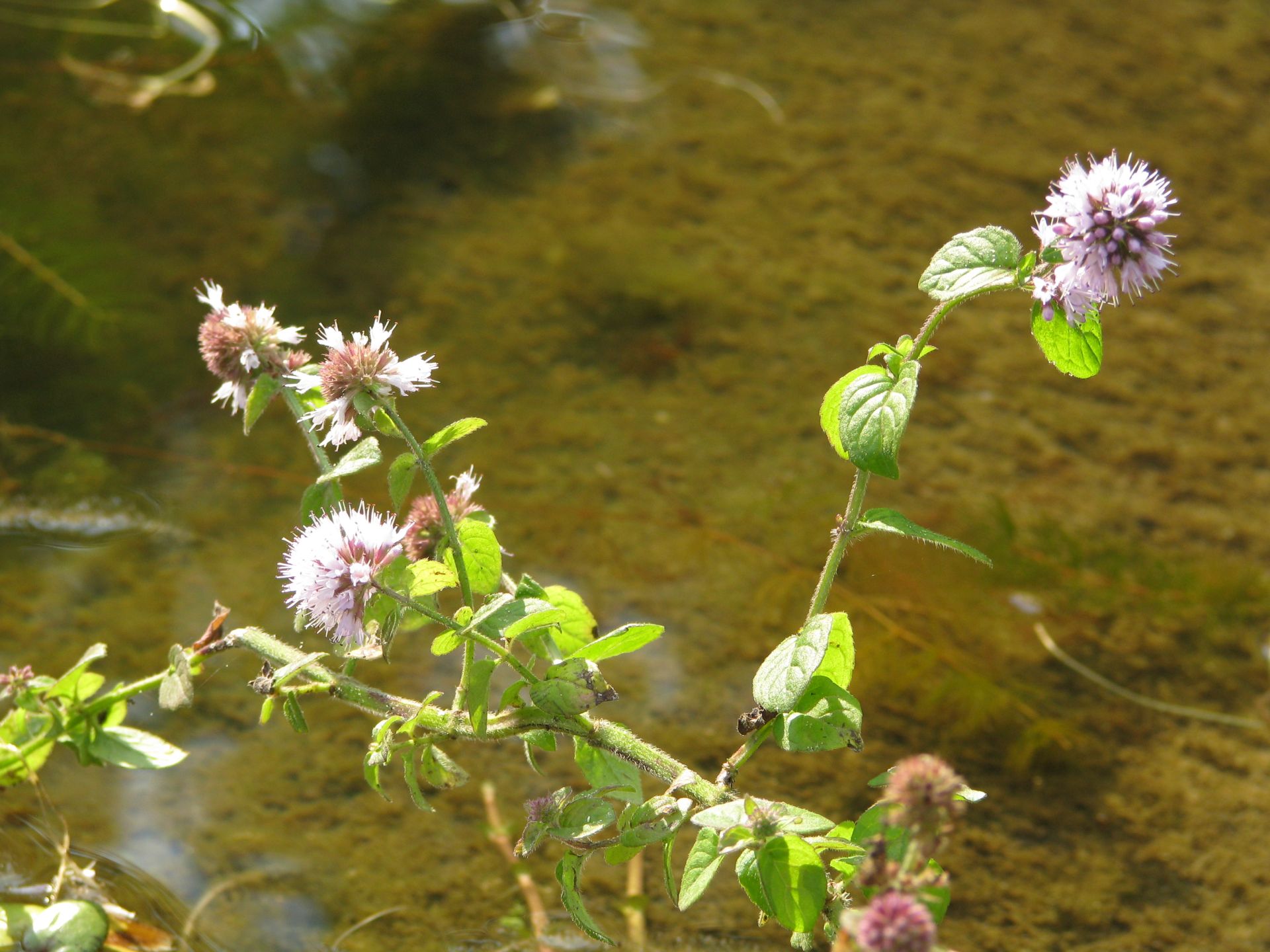 Blüten der Wasserminze Mentha aquatica