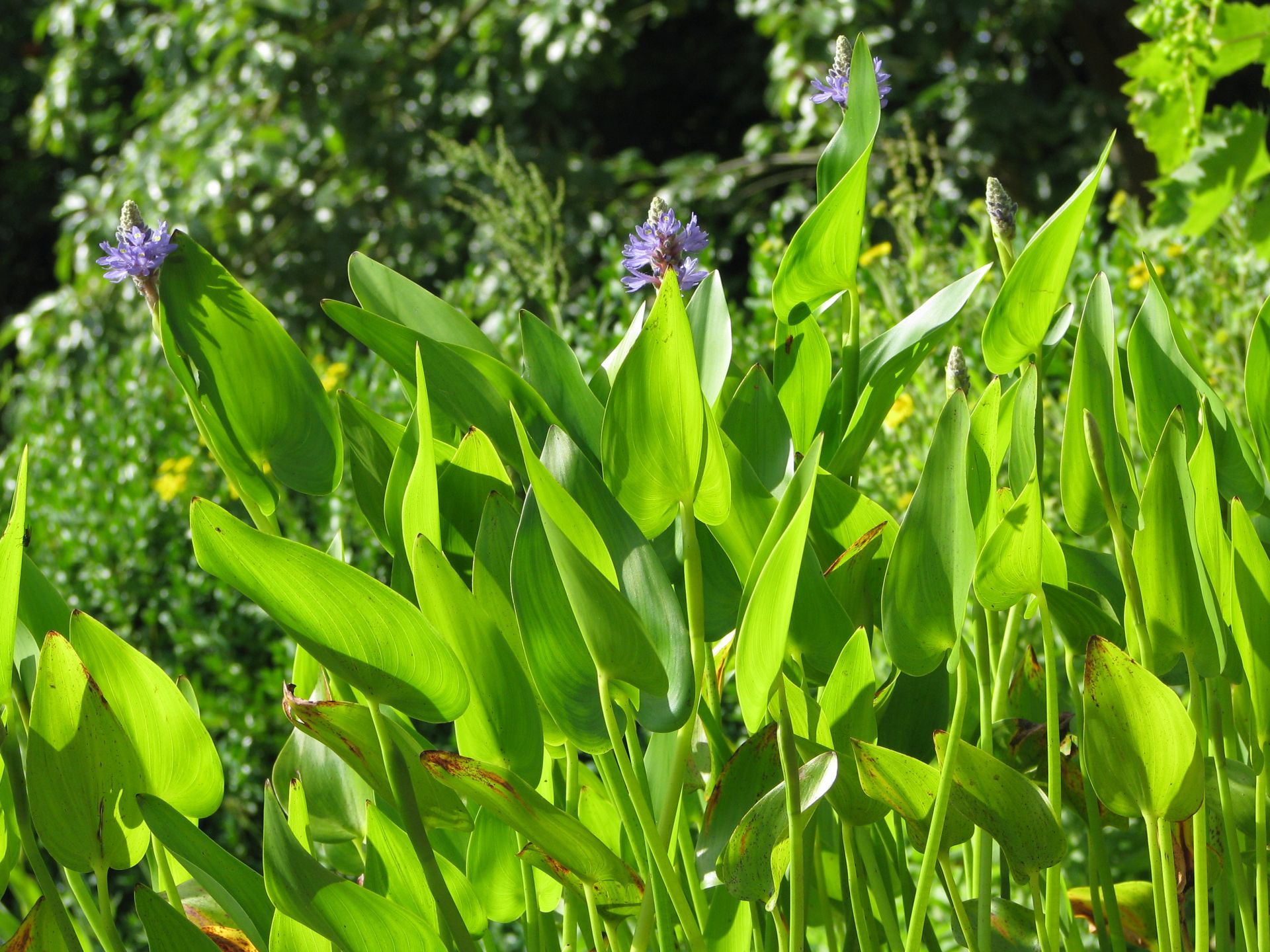 Potederia cordata am Gartenteich