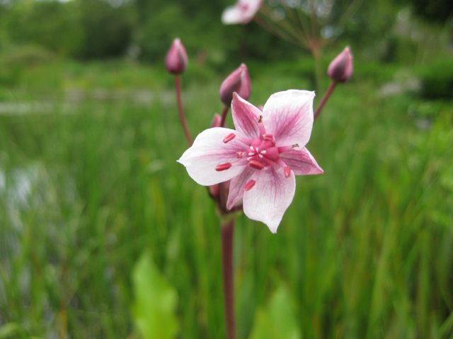 Schwanenblume | Butomus umbellatus