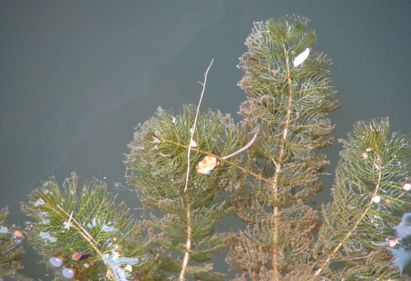 Quirliges Tausendblatt | Myriophyllum verticillatum