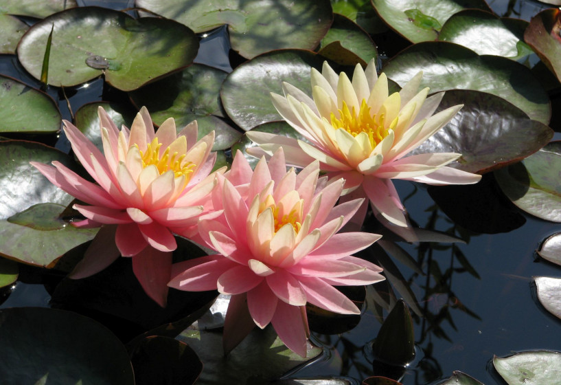 Nymphaea Colorado