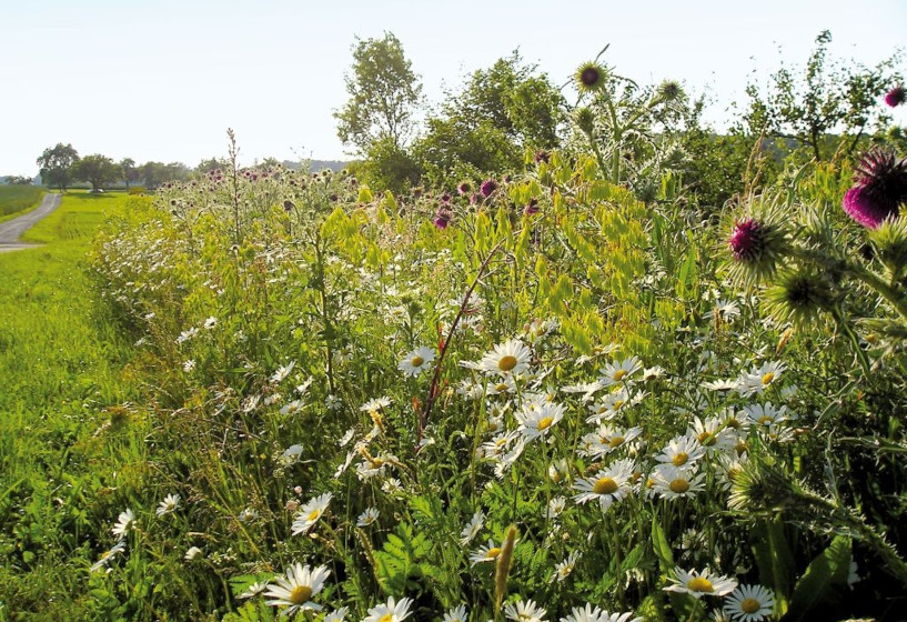 Saatgut für Schmetterlingswiese und Bienenweide