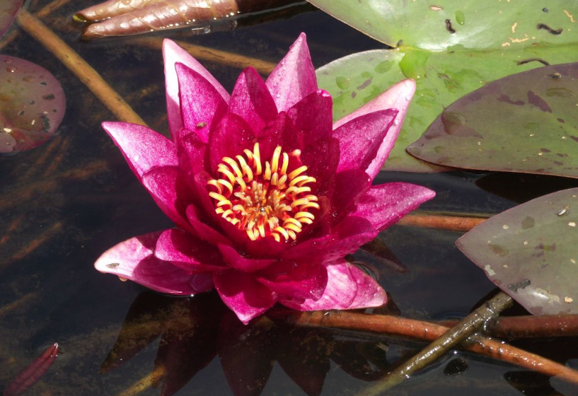 Seerose Nymphaea Vesuve