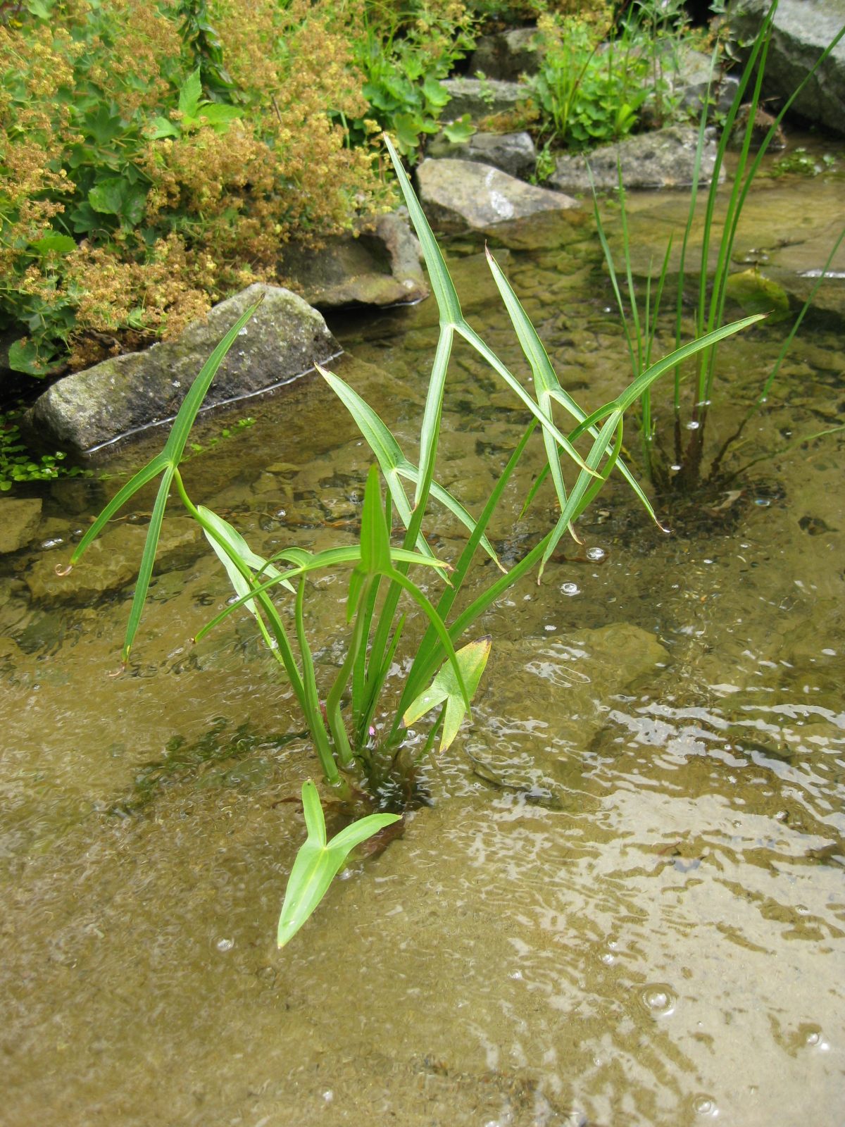 Spitzes Pfeilkraut am Ufer