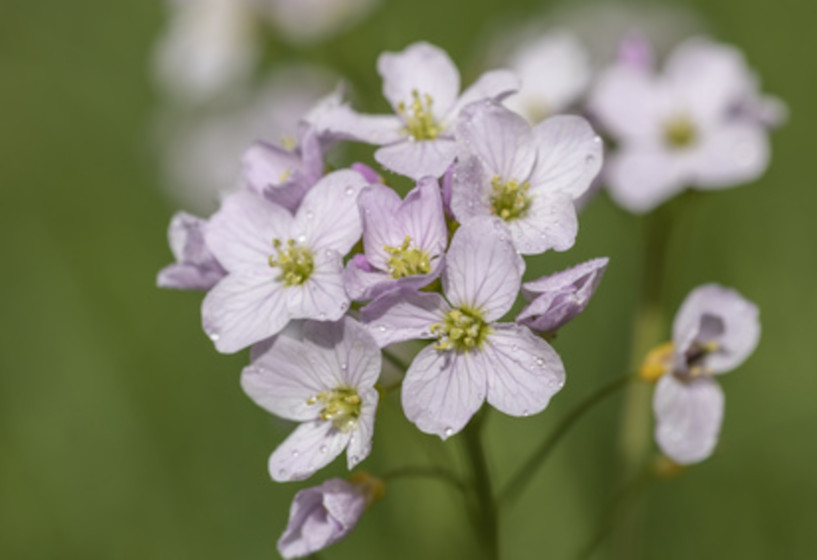 Wiesenschaumkraut| Cardamine pratensis