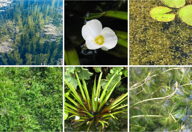 Unterwasserpflanzensortiment