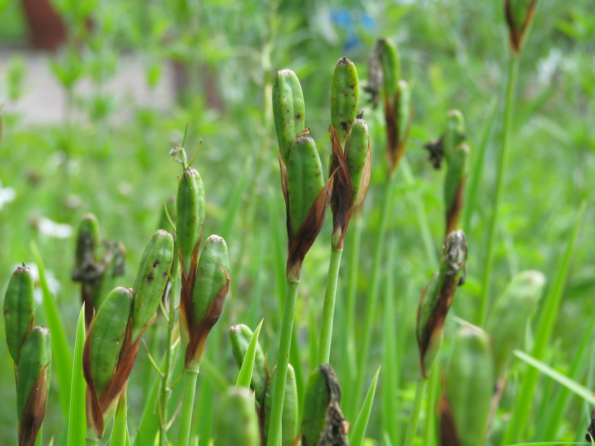 Fruchtstände der Wieseniris