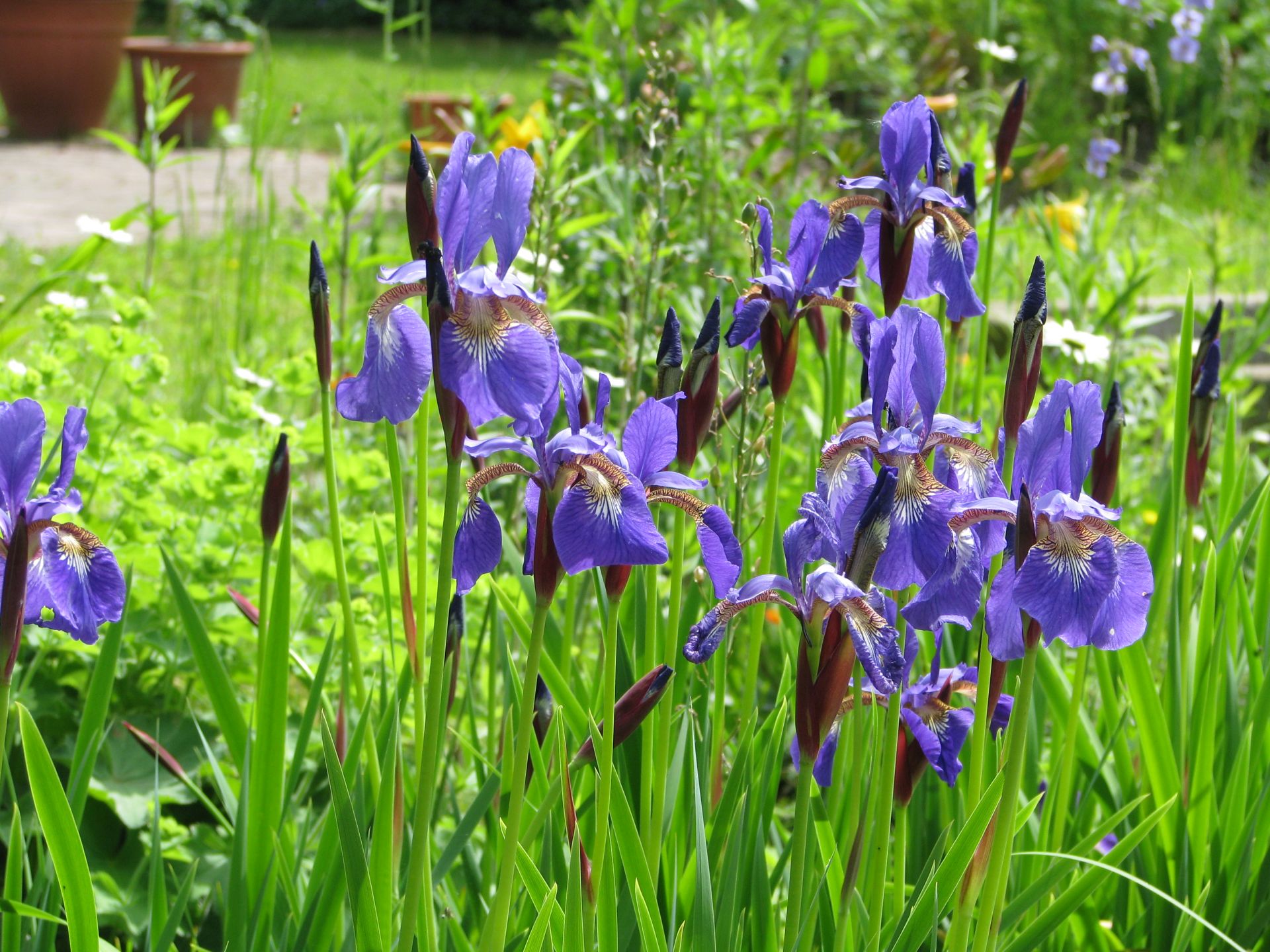 Wiesen-Schwertlilie | Iris sibirica