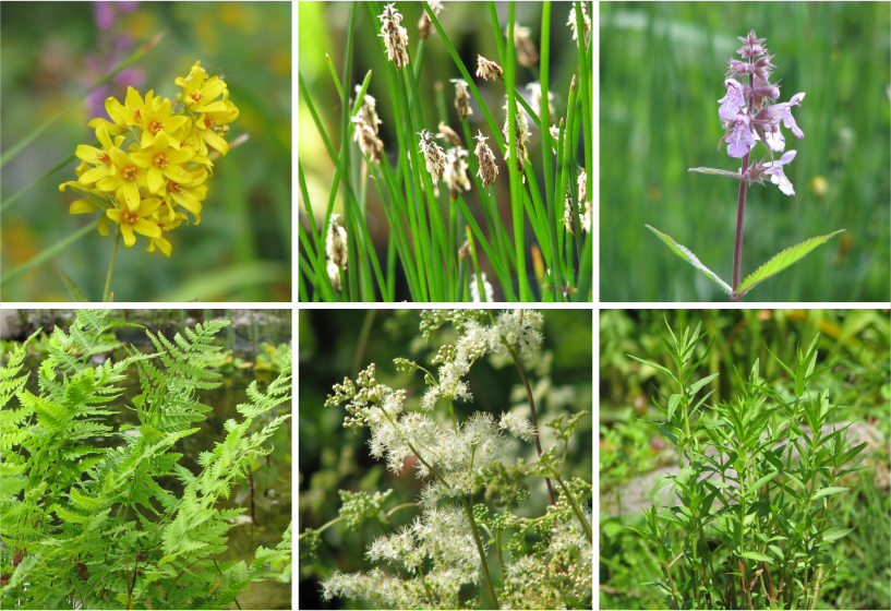 Uferböschung bepflanzen