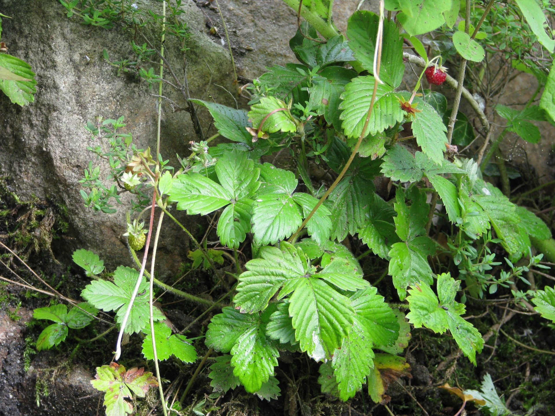 Walderdbeere am Teichrand