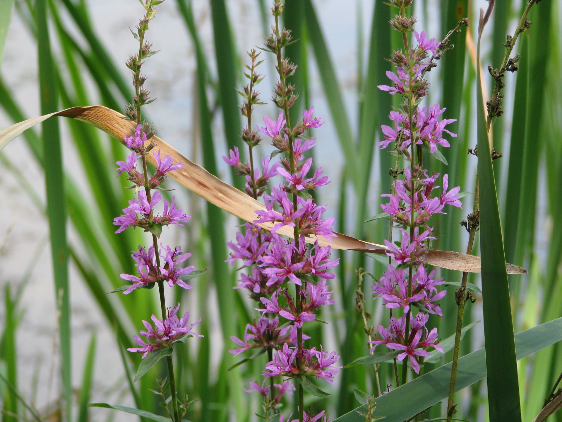 Blutweiderich als Bienenweide