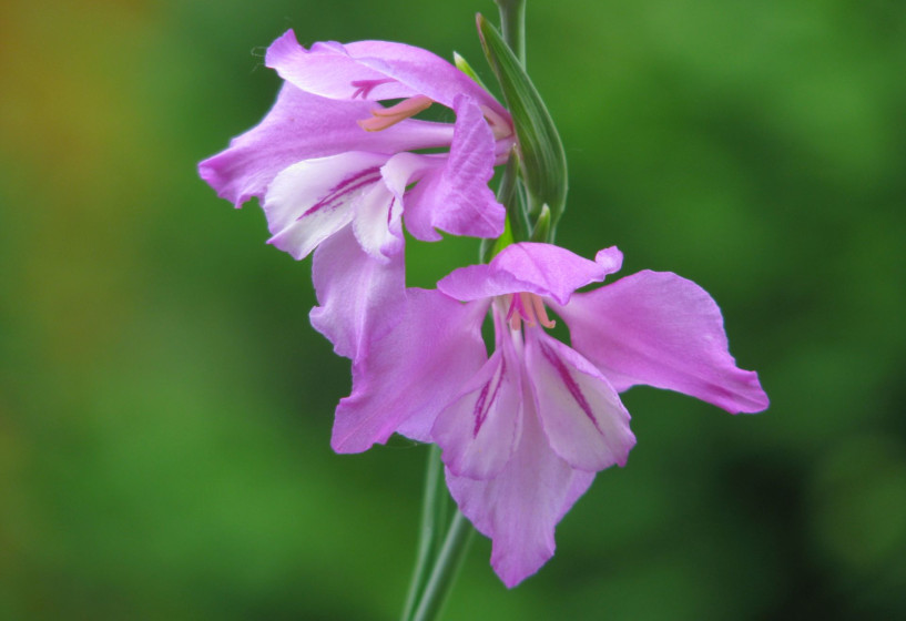 Sumpfgladiole als Teichpflanze