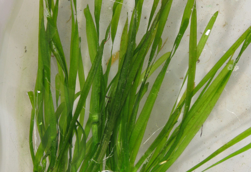 Wasserschraube | Vallisneria spiralis