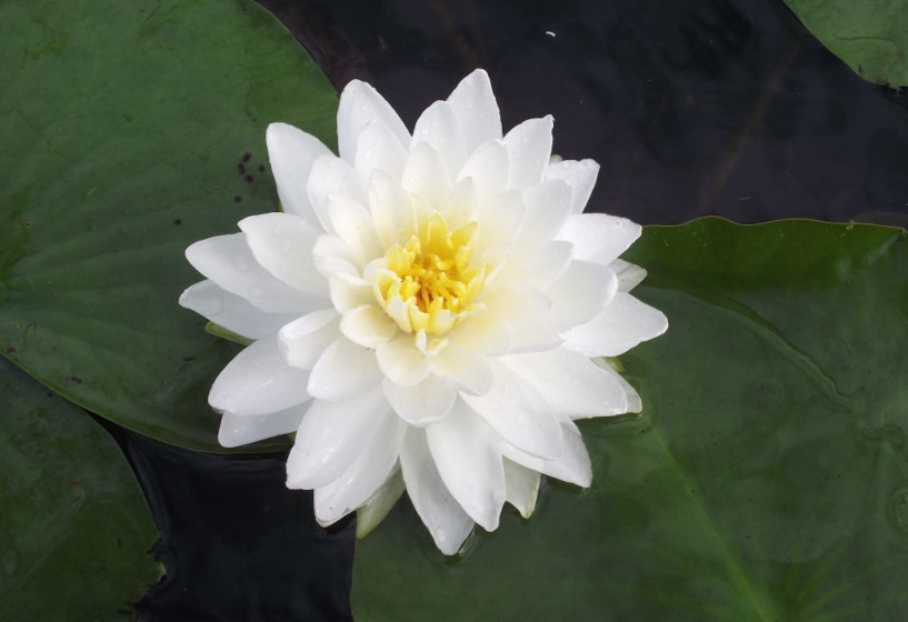 Seerose Gloire du Temple sur Lot