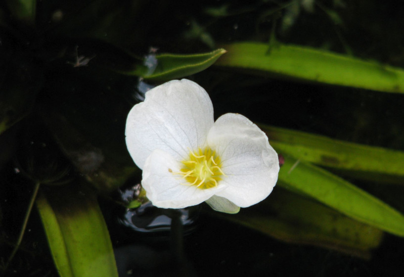 Blüte der Krebsschere Stratiotes aloides