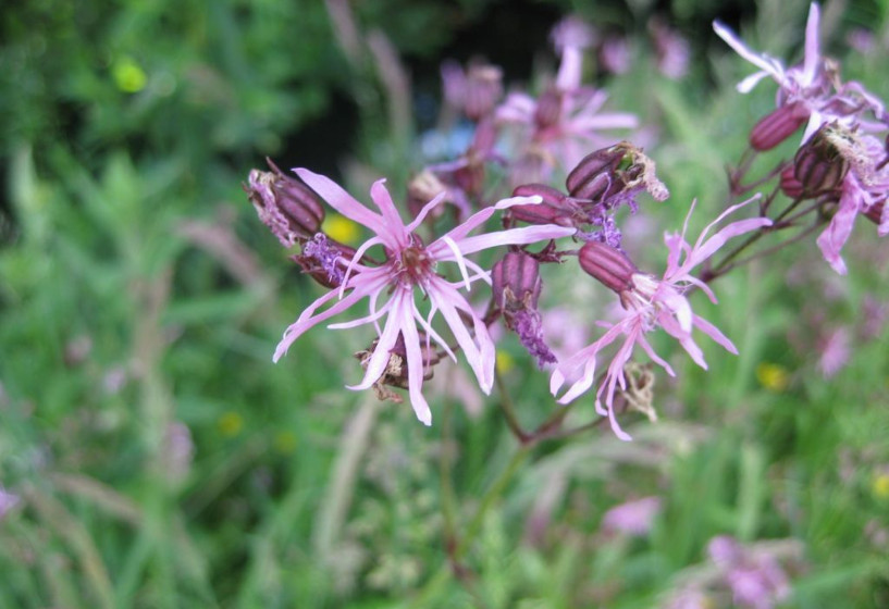 Kuckucks-Lichtnelke | Lychnis flos-cuculi