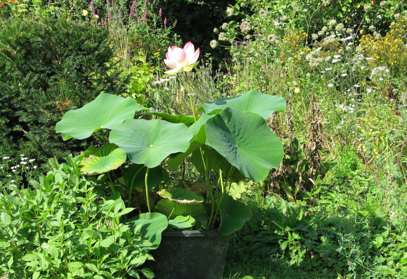 nelumbo_nucifera_30bt_1PeFAThvvqF67b Indische Lotosblume (Nelumbo nucifera)