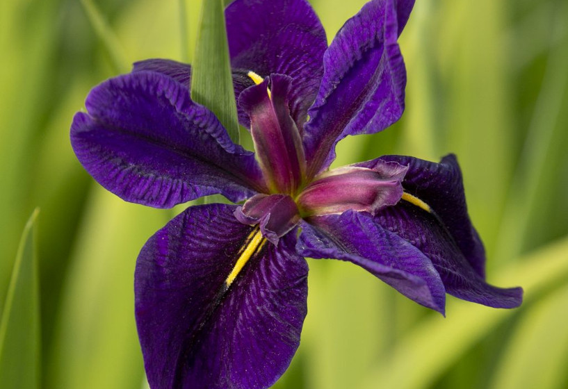 Louisiana Iris 'Black Gamecock'