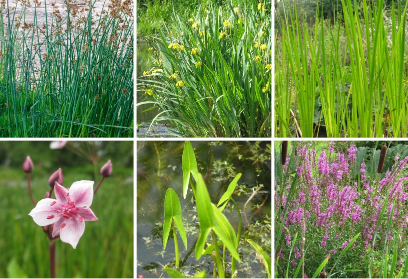 Röhrichtpflanzen Sortiment