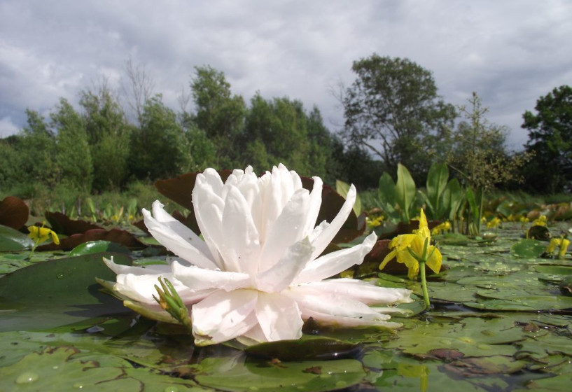 Gloire du Temple sur Lot mit weißer gefüllter Blüte