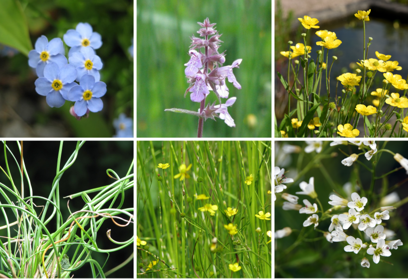 Sumpfpflanzen Sortimente