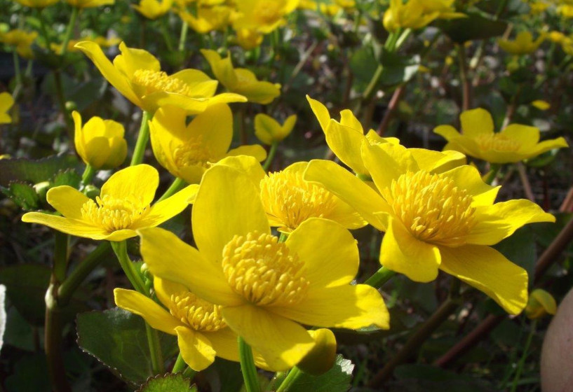 Riesen Sumpfdotterblume | Caltha polypetala