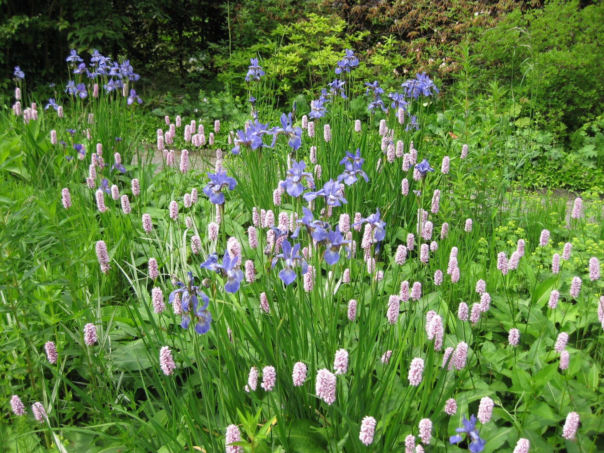 Polygonum bistorta und Iris sibirica