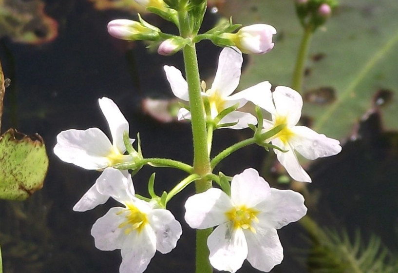 Wasserfeder | Hottonia palustris