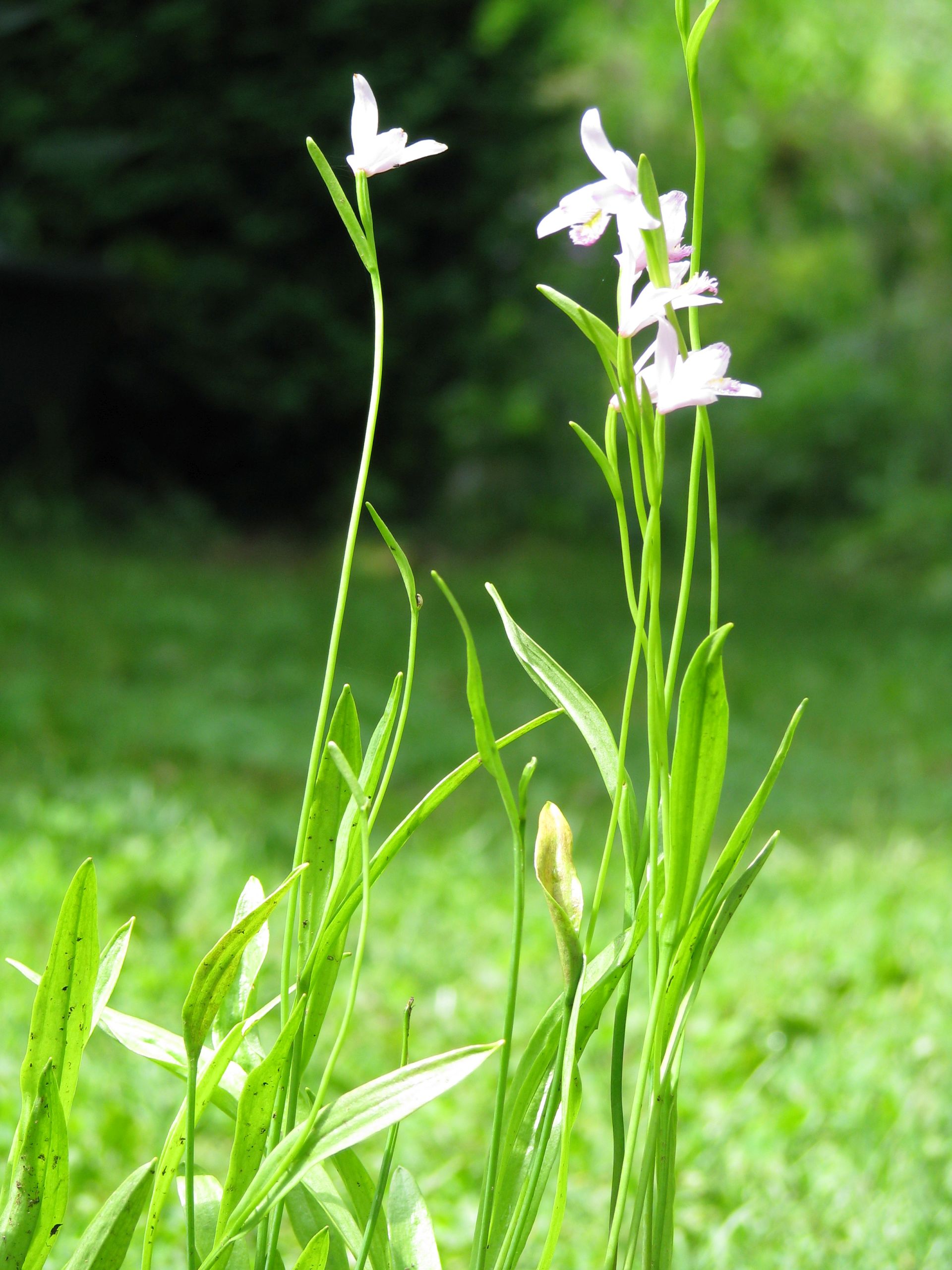 Moororchidee am Gartenteich