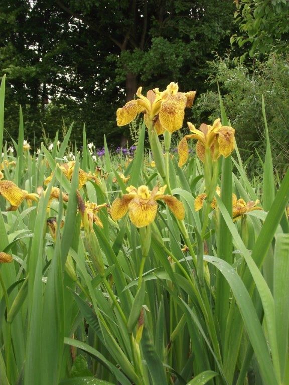 Iris Berlin Tiger am Gartenteich Ufer