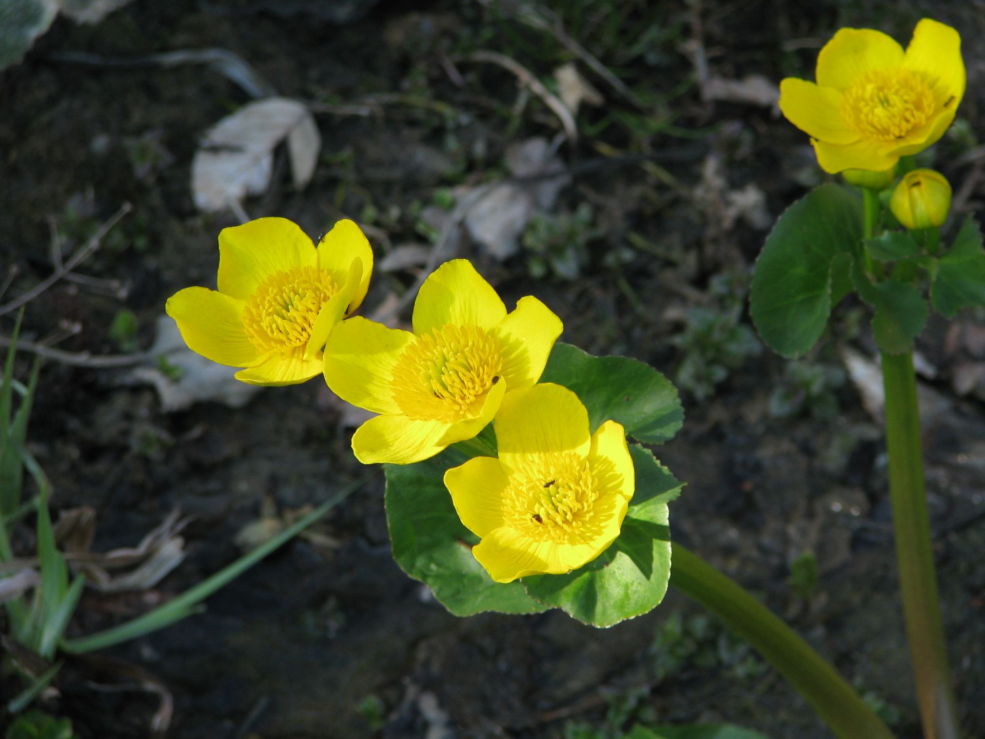 Blüten der Sumpfdotterblume