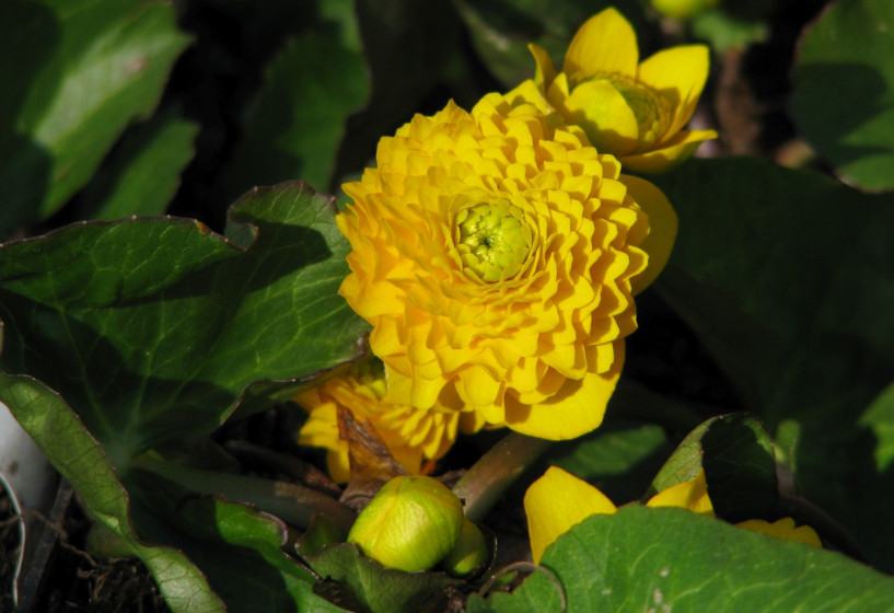 Gefüllte Sumpfdotterblume | Caltha palustris Multiplex