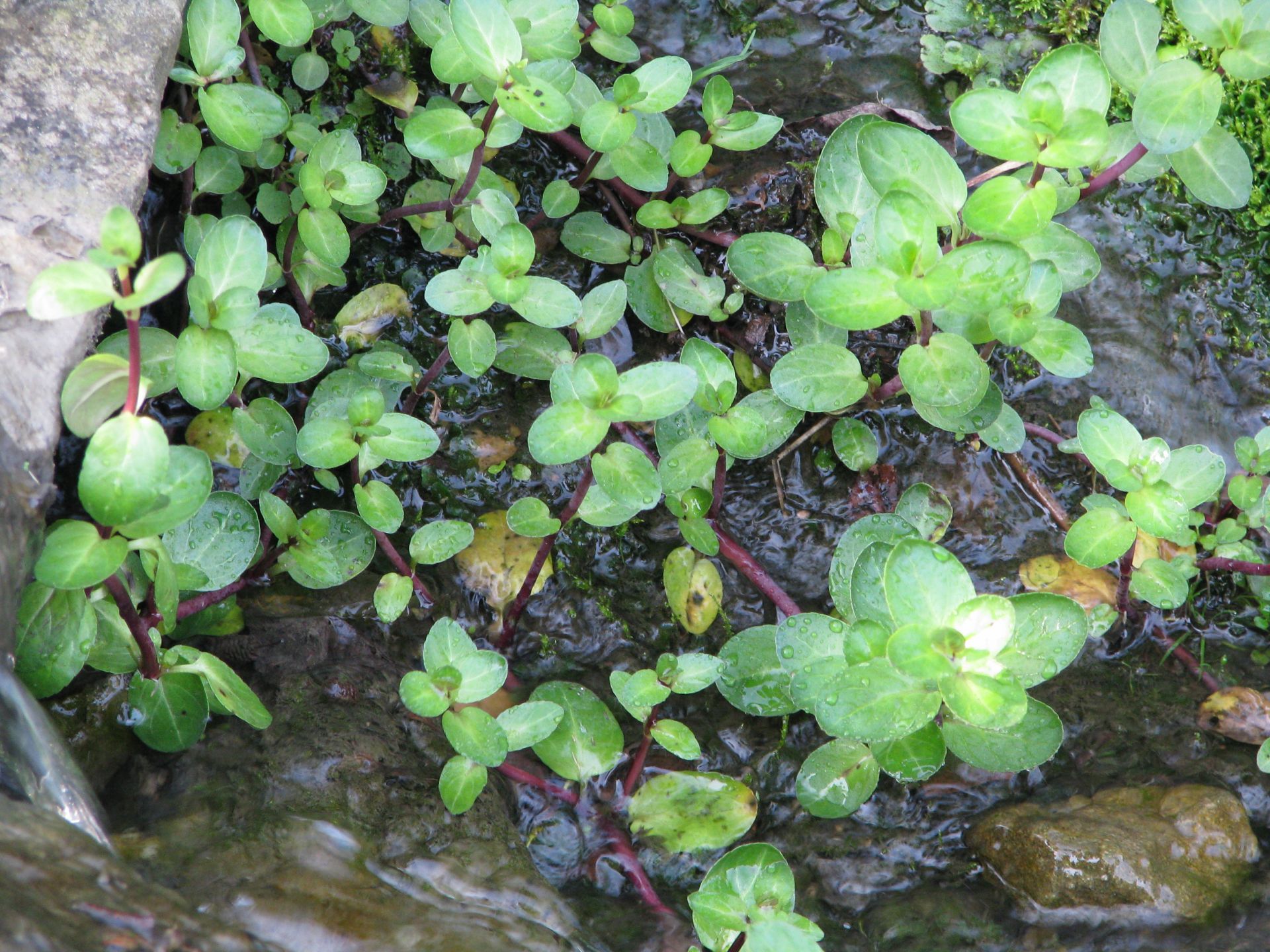 Veronica beccabunga