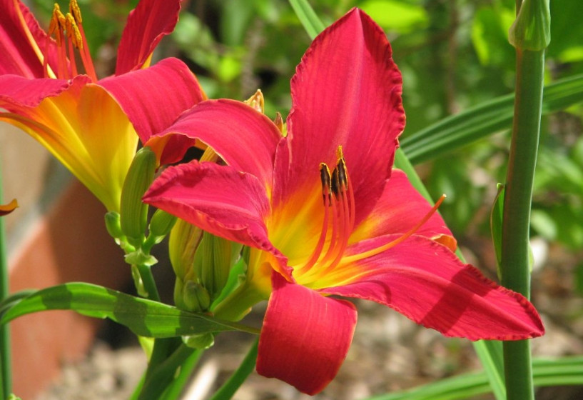 Taglilie | Hemerocallis "Hexenritt"