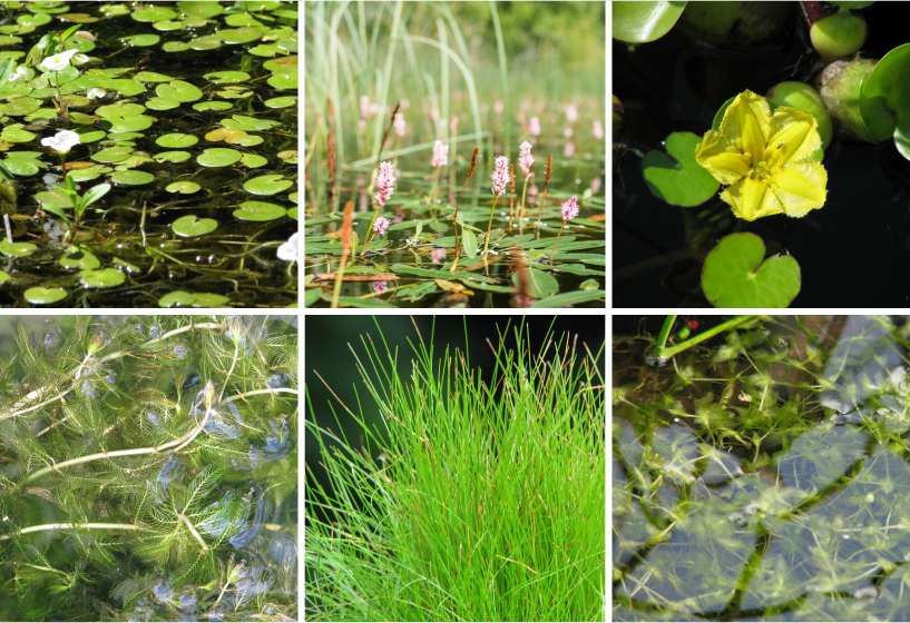 Angelteiche Unterwasser Pflanzensets