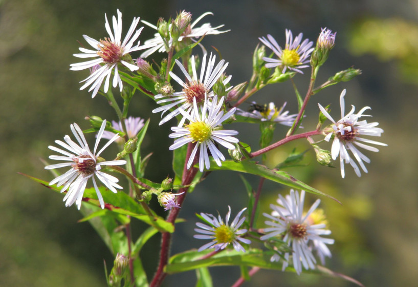 Sumpfaster | Aster puniceus